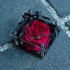Preserved Rose in Acrylic Box – Floyd Hot Pink