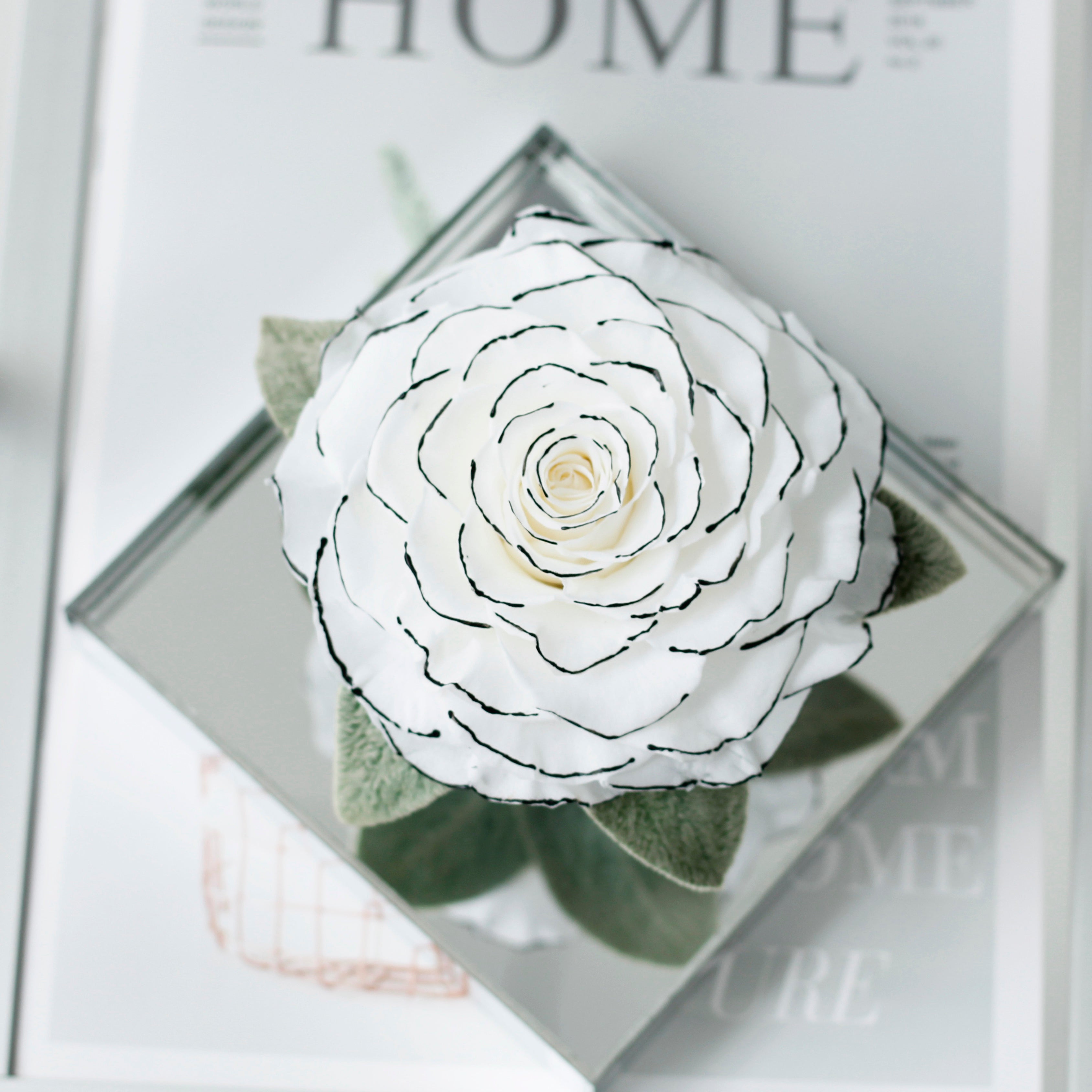 Giant Preserved Rose in Acrylic Box – White