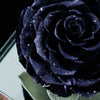Giant Preserved Rose in Acrylic Box – Galaxy Dark