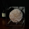 Blush Pink Preserved Rose with Acrylic Cover
