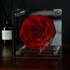 Classic Red Preserved Rose with Acrylic Cover