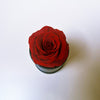 Mini Preserved Rose Box - You are the ONLY ONE!