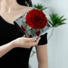 Giant Preserved Rose in Acrylic Box – Classic Red