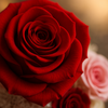 Close-up of a red rose with a blurred pink rose in the background