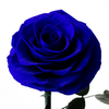 Blue rose on a white background