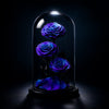 Three blue roses under a glass dome on a black background