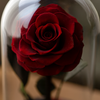 Red rose under a glass dome with a blurred background