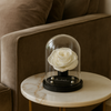 White preserved rose dome on a marble coffee table