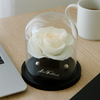 Champagne preserved rose dome styled on a working desk