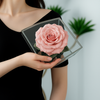 Giant Preserved Rose in Acrylic Box – Dusty Pink