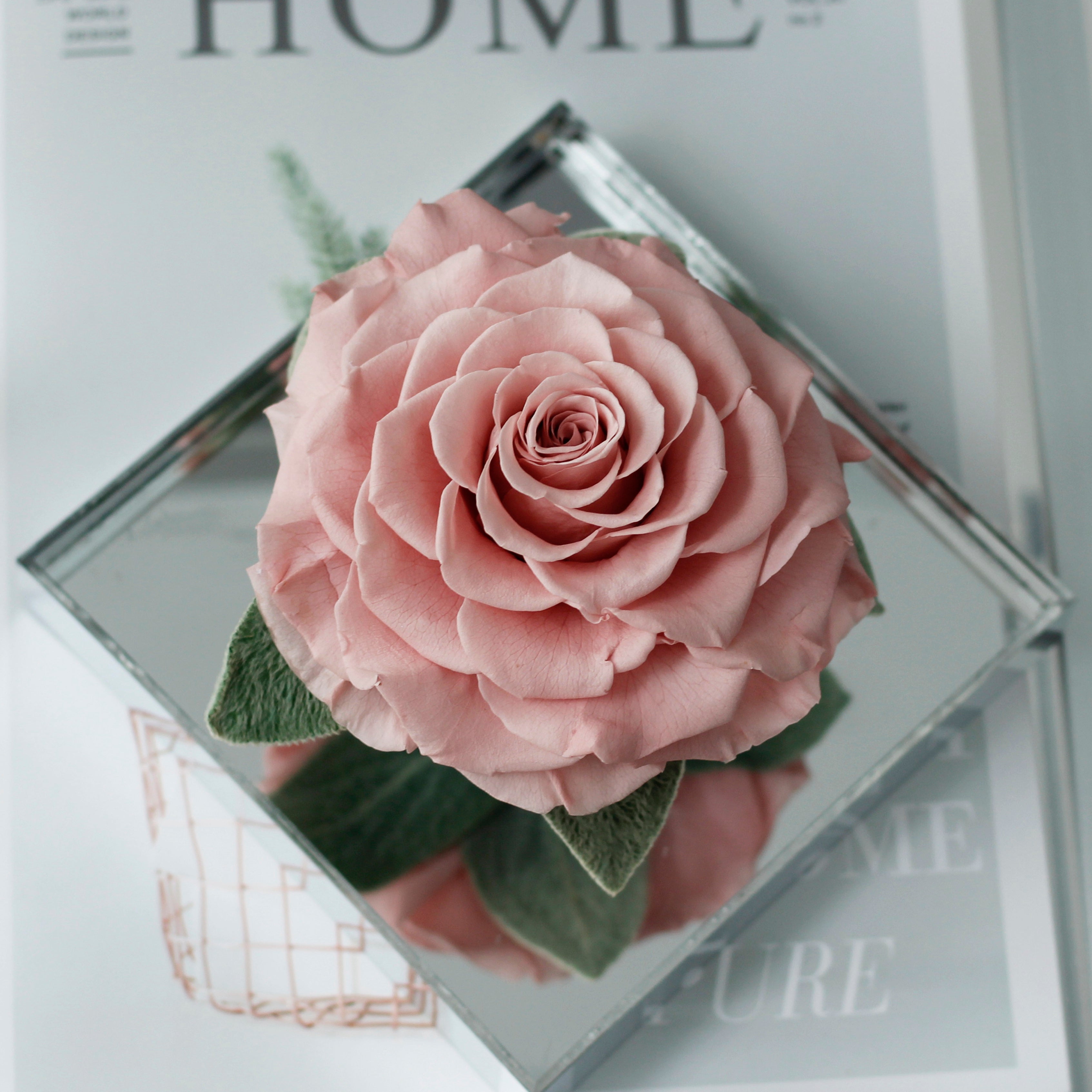 Giant Preserved Eternal Dusty Pink Rose in Acrylic Box