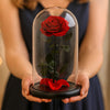 Preserved Single Large Red Rose Dome
