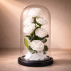preserved White roses inside a glass dome, gift for wedding