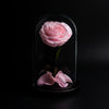 Pink rose inside a black glass dome on a black background