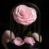 Pink rose inside a glass dome held by hands against a black background