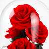 Red preserved roses under a glass dome on a white background