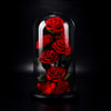 Red preserved roses under a glass dome on a black background