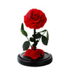 Red rose in a glass dome on a black base with a white background
