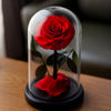 Red rose inside a glass dome on a wooden surface