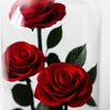 Red roses inside a clear glass vase on a white background