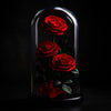 Three red roses under a glass dome on a black background