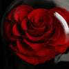 Close-up of a red rose with a dark background
