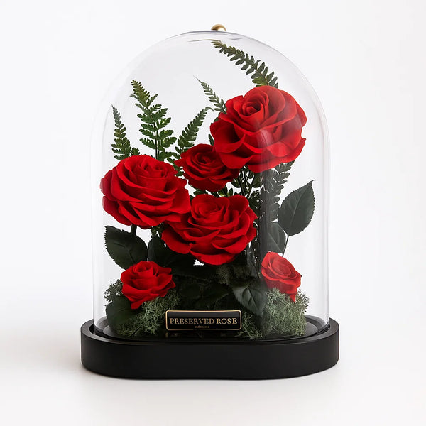 Red roses under a glass dome on a white background