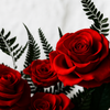 Close-up of red roses with green leaves on a white background
