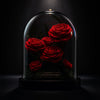 Red roses under a glass dome on a dark background
