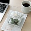 Giant Preserved Rose in Acrylic Box – White