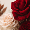 Crimson Blush Preserved Roses Arrangement Box