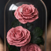 Preserved Rose Glass Dome – Tower – Dusty Pink - 3 Roses