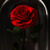 Preserved Single Large Red Rose Dome